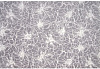 Ролет штора Экзотика 50х175см стальной купить в СОМ